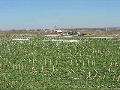 Winter rye crop in a no-till corn field in Iowa in the spring. Photo by Tom Kasper (USDA-ARS).