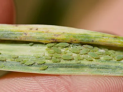 Aphids on a wheat leaf. Photo courtesy of Adobe Stock. 