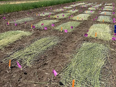 study establishment with cereal rye cover crop biomass and wired fence over the plots to prevent wind dispersal.