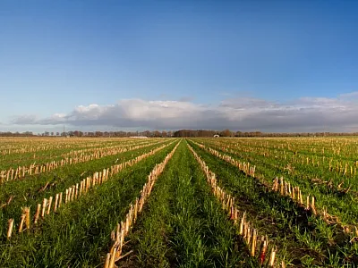 harvested corn with grass cover crop