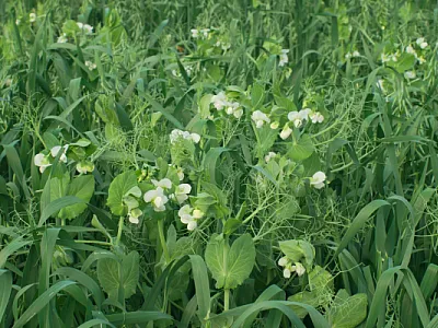 Peas and oats 