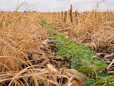 Field of soybeans with cover crop