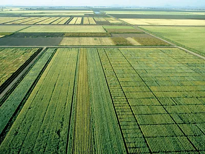Wheat fields at the International Maize and Wheat Improvement Center’s (CIMMYT) experiment station near Ciudad Obregón, Mexico, where data used to test genomic selection were collected. Photo courtesy of CIMMYT (https://flic.kr/p/auHbJx and reprinted here under this license: https://creativecommons.org/licenses/by-nc/2.0/).