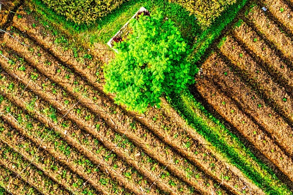 aerial view of farmland