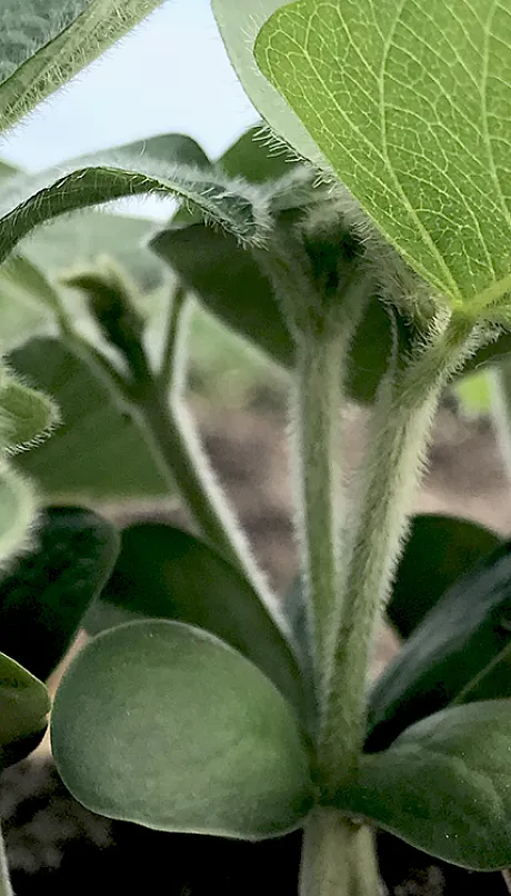 close-up of pea plants