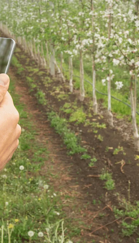 using AI on a tablet within a apple orchard to identify disease
