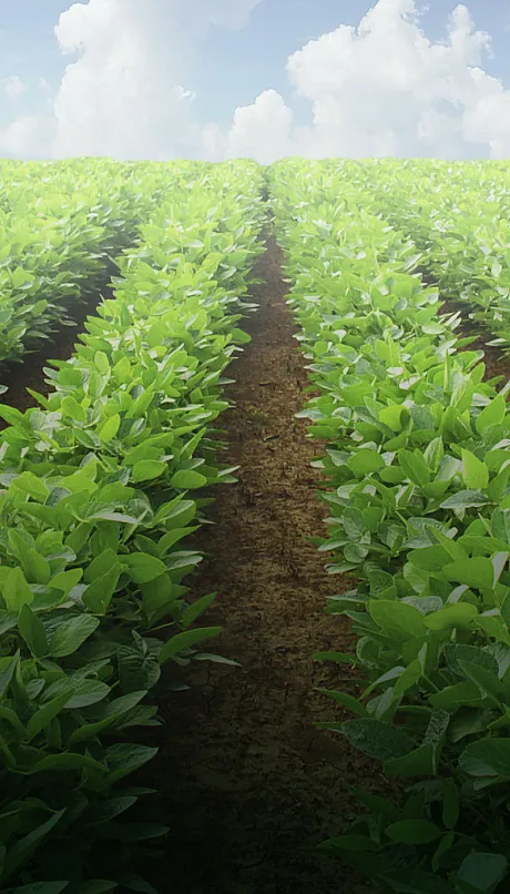 Soybean field