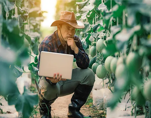 Man with a laptop in a cornfield