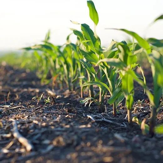 Growing corn close-up