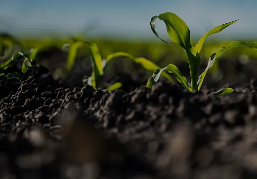 field of corn seedlings